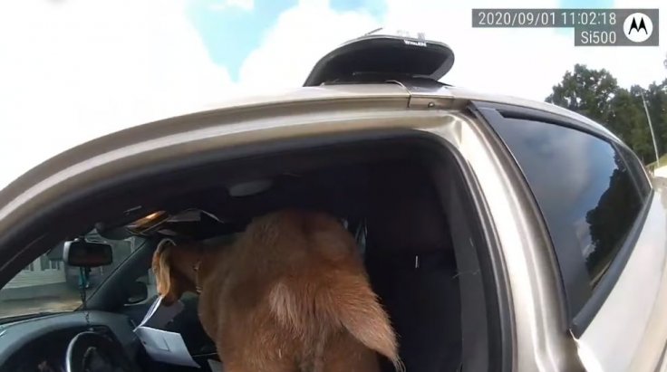 A goat inside a police car