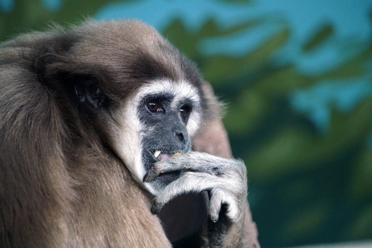 gibbon