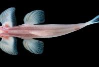 Cave angel fish