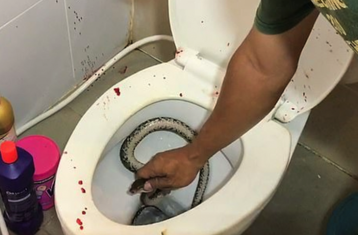 snake in toilet