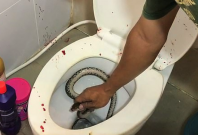snake in toilet snake in toilet