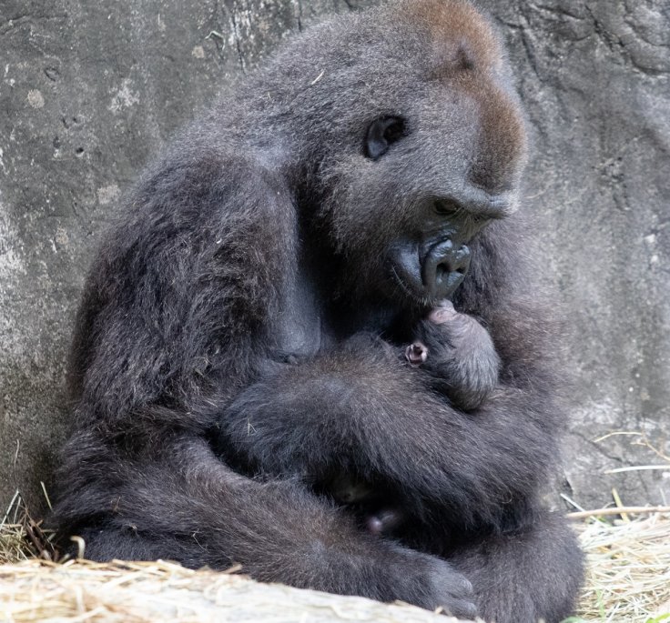 Gorilla baby