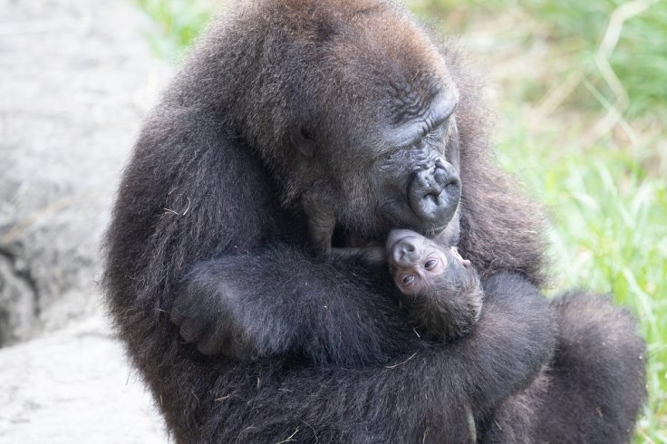 baby gorilla 