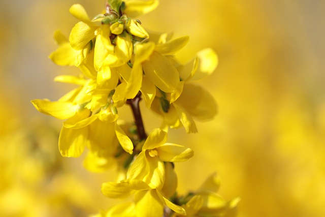 Forsythia