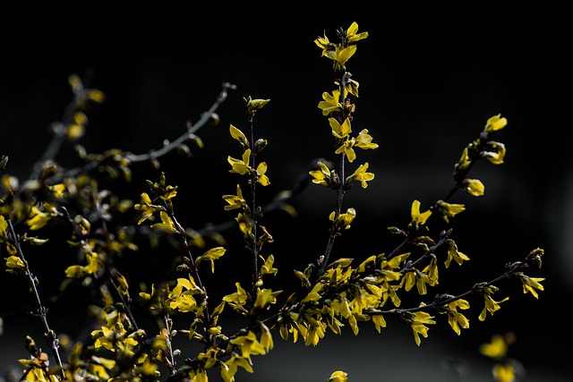 Forsythia