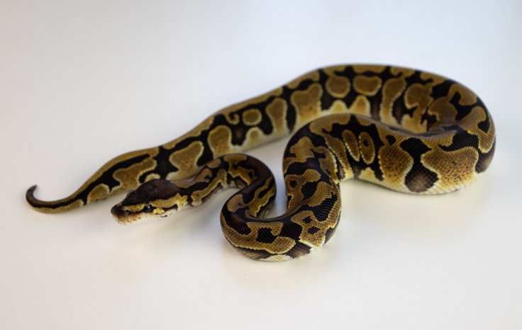 Ball Python Ball Python