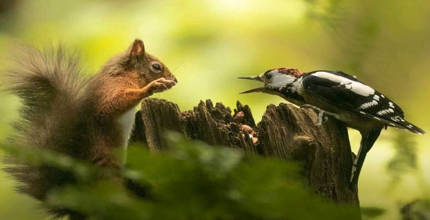 Squirrel and Woodpecker Fight Over Nuts