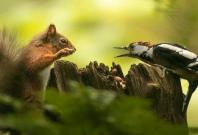Squirrel and Woodpecker Fight Over Nuts