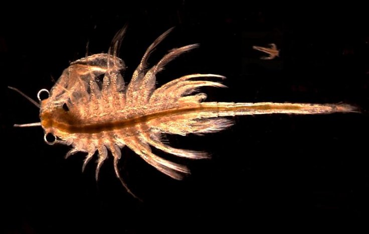 Brine Shrimp