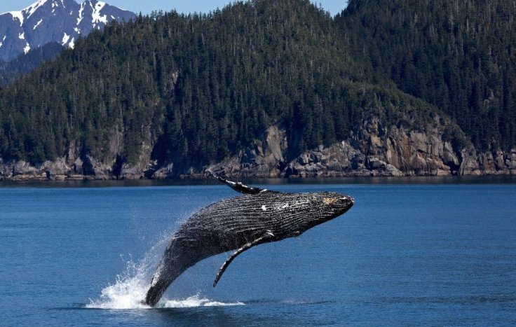 Humpback Whale Humpback Whale