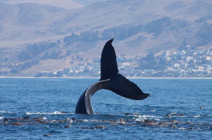 Humpback Whale