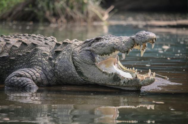 Singapore Navy Steps up Monitoring After Crocodile Spotted Near Changi Naval Base