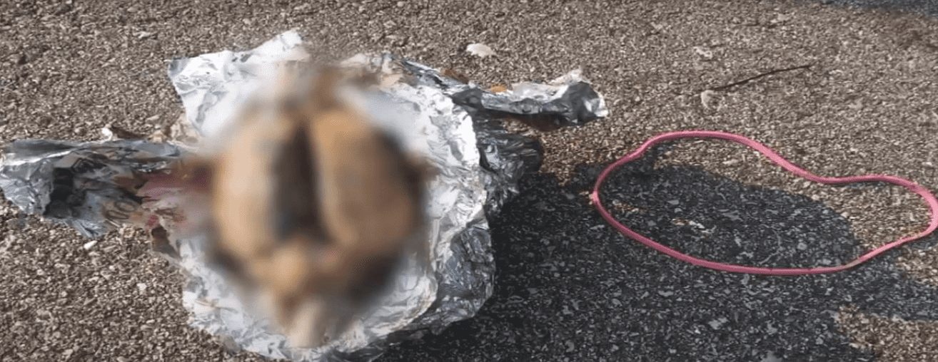 Suspected Brain Found on Beach