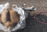 Suspected Brain Found on Beach Suspected Brain Found on Beach