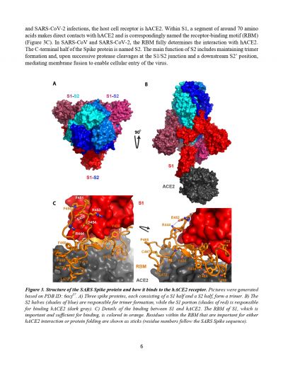 Yans Report on Cronavirus