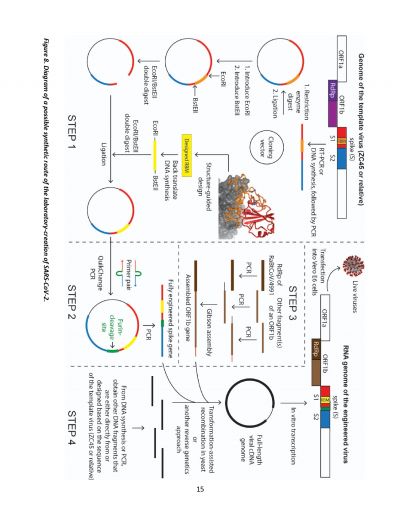 Yans Report on Cronavirus