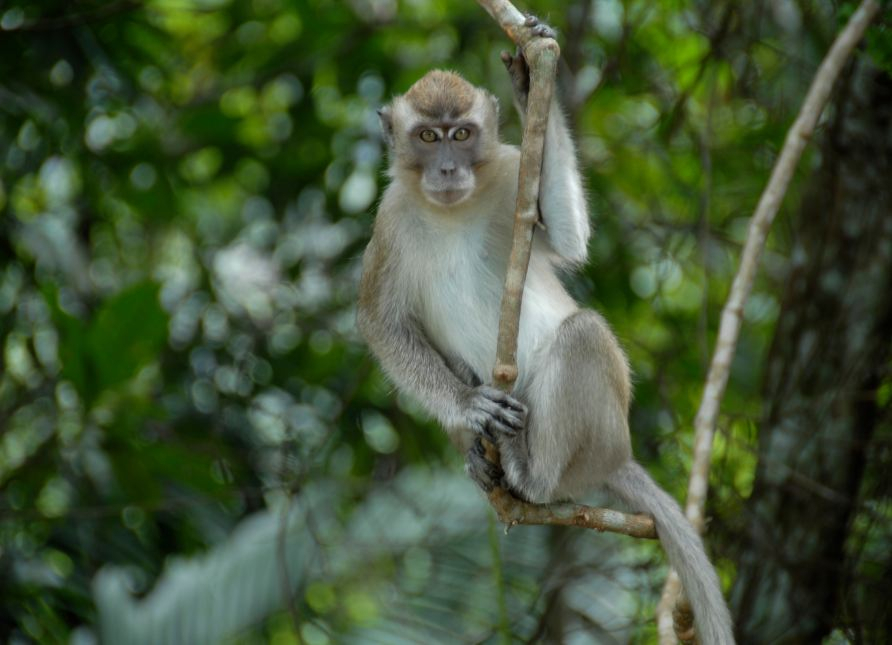 HILARIOUS: Monkey Steals Man's Phone, Clicks Selfies and Makes 'Cool ...