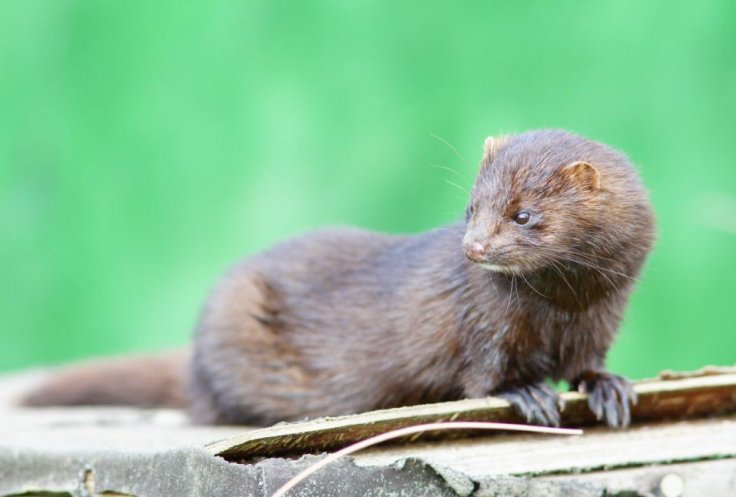 American Mink