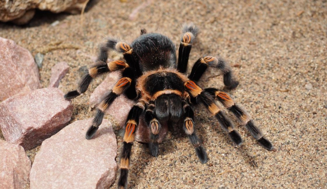 monster-tarantula-spider-s-venom-reduces-stomach-pain-caused-by