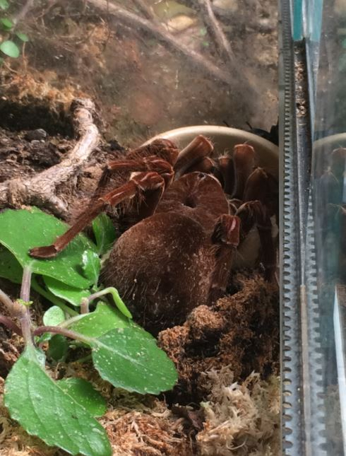 Tarantula Tarantula