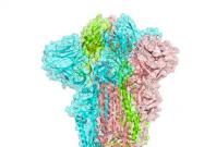 SARS-CoV-2 Spike Protein