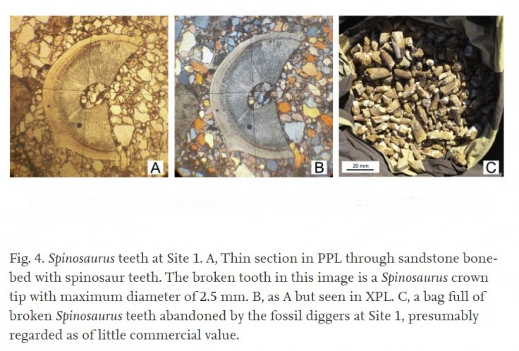 Spinosaurus teeth