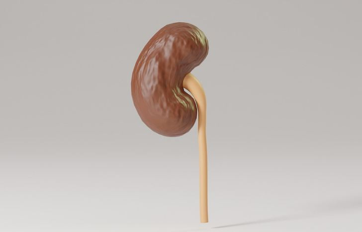 Kidney Kidney