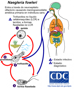 naegleria fowleri