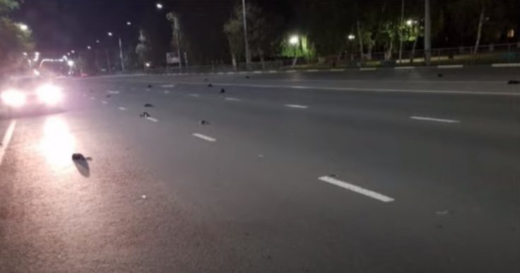 More Birds Drop from Sky in Russia Bird-death