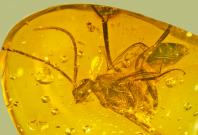 Ensign wasp trapped in amber