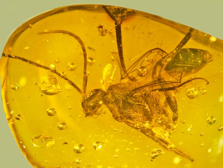 Ensign wasp trapped in amber