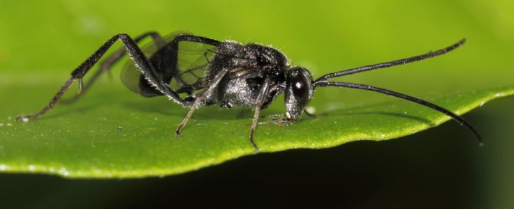 Ensign Wasp Ensign Wasp