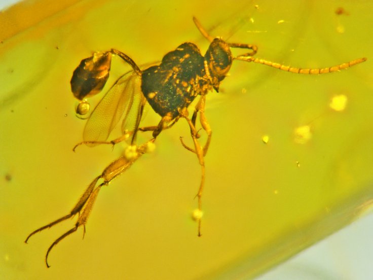 Ensign wasp trapped in amber
