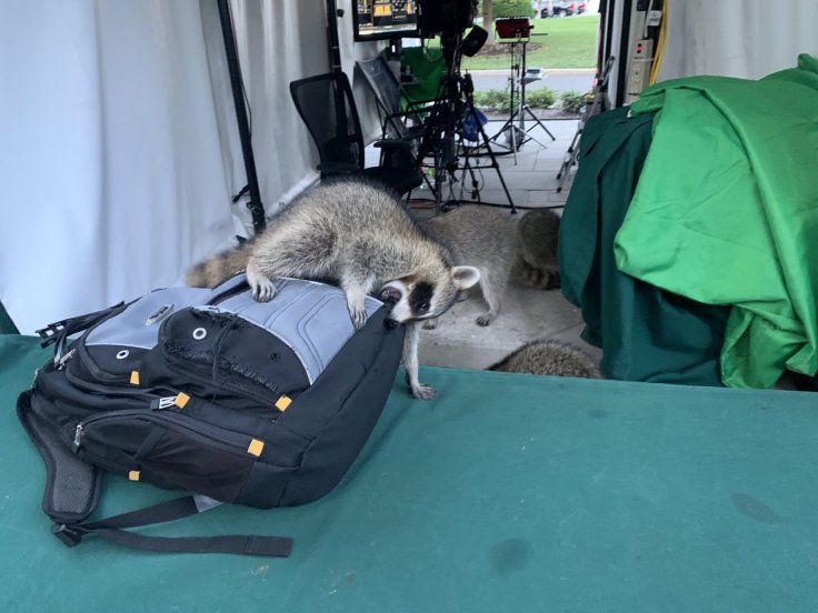 White House Raccoon White House Raccoon