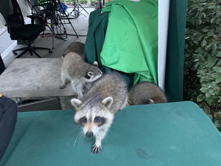 Raccoons attack reporters at the White House