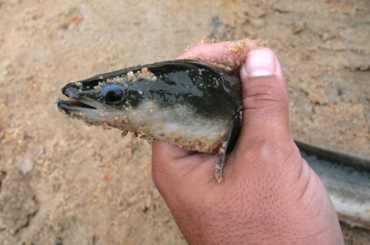 eel eel