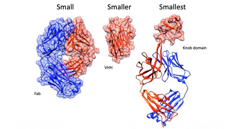 Antibody