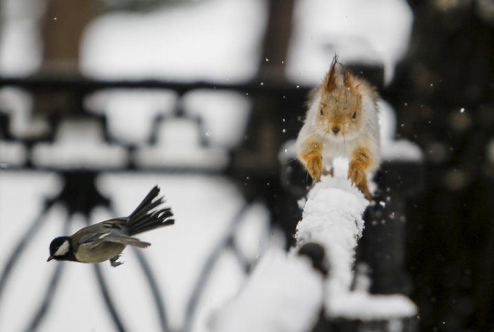 Most captivating animal pictures of 2016