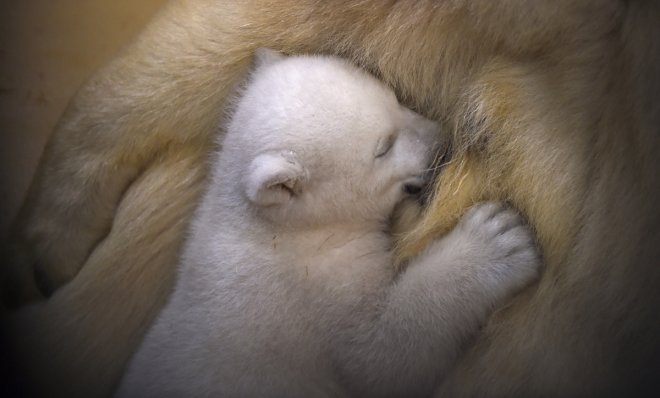 Most captivating animal pictures of 2016