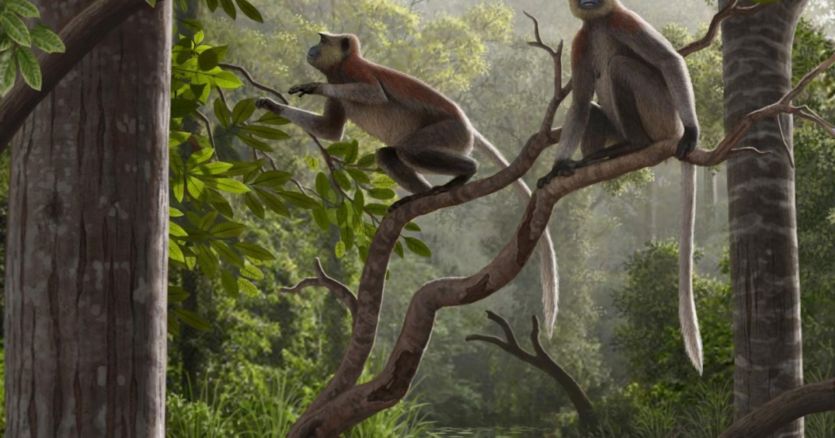 Monotherium 6.4 million-year-old Monkey Fossils Unearthed In China, Oldest...