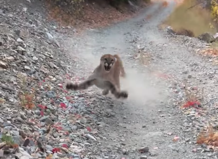 cougar cougar