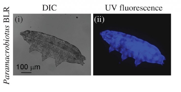 Tardigrades