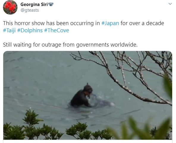 Dolphin Slaughter 