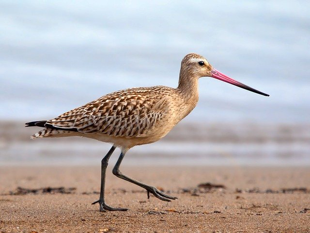 bar-tailed godwit