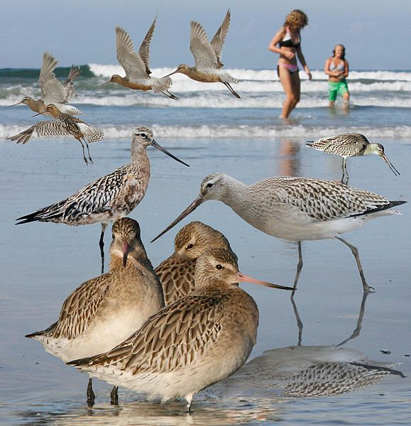 The bar-tailed godwit