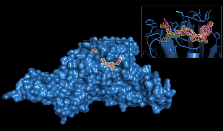 SARS-CoV-2-PLpro enzyme