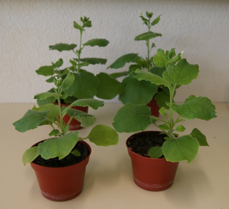 Nicotiana benthamiana plants 