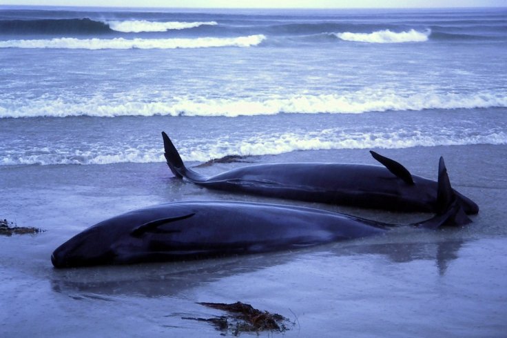 whale stranding