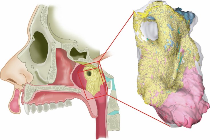 New Salivary Glands