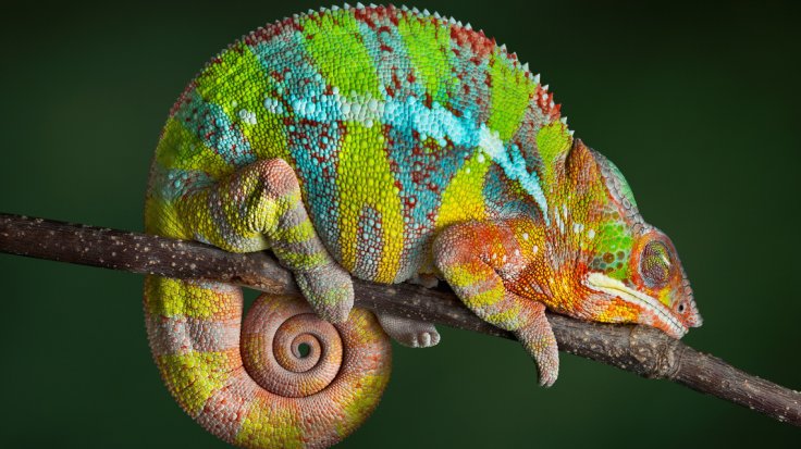 Chameleon 